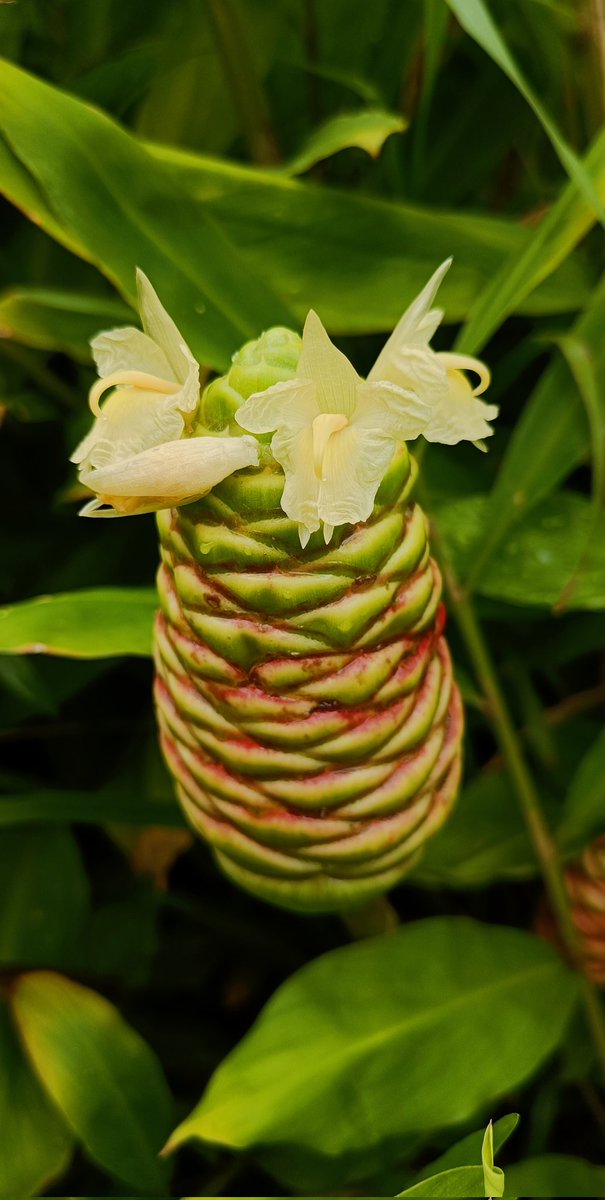 FRLH_Herbarium's tweet photo. Some Zingiberaceae in cultivation flowering at our FRLHT-TDU #BotanicalGarden
Zingiber zerumbet (Shampoo Ginger)
Zingiber ottensii (Malay Ginger)
Alpinia calcarata (Cardamon Ginger)
#ginger #zingiber #alpinia #ayurveda #ingee #adrak #zingiberaceae #ornamental #medicinal #flora https://t.co/BpT1wNdy5m