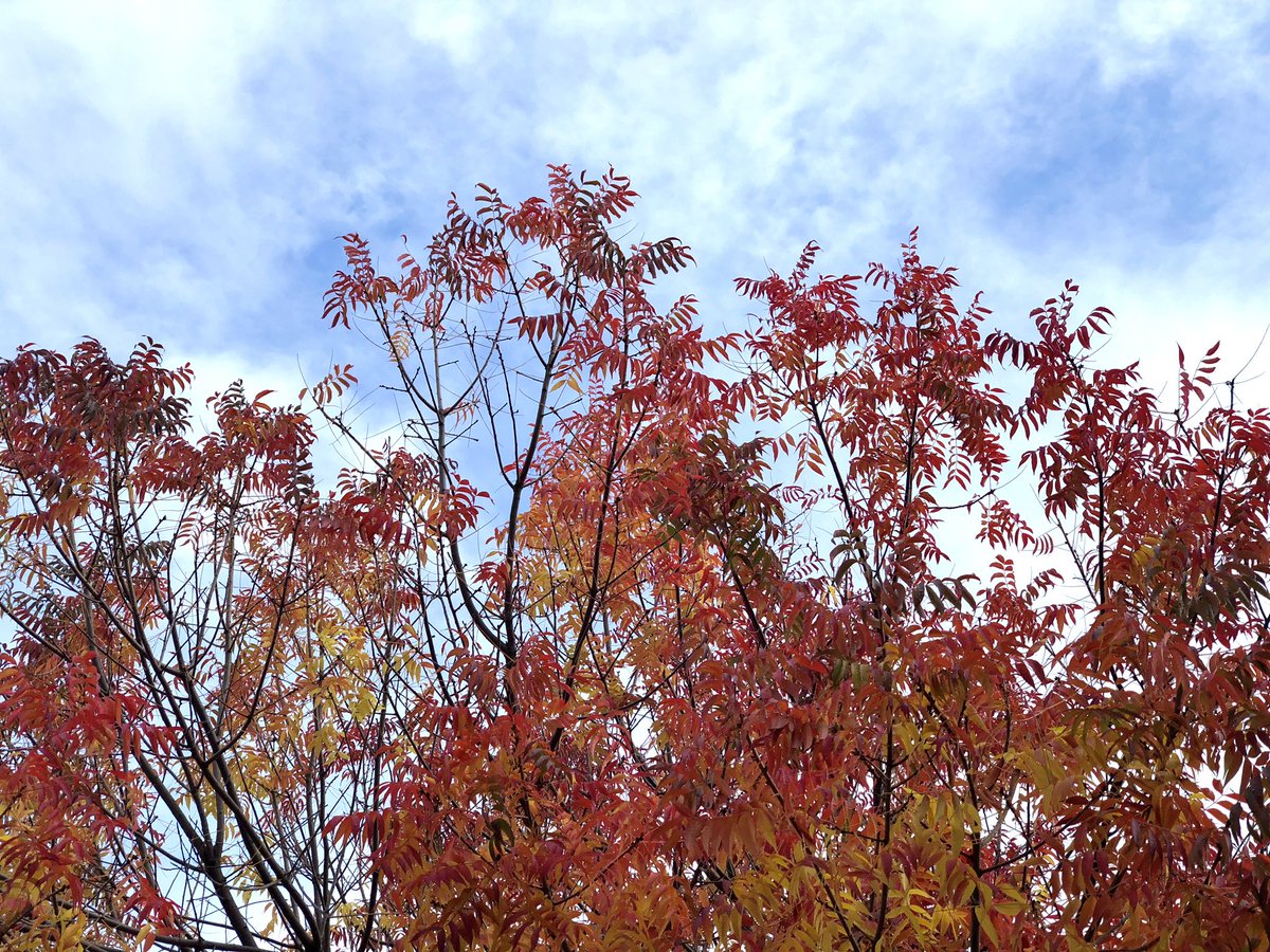 This is a fall colors thread. 🍂 🍁 

Lets see some.. 

#fallcolors #photography #ThePhotoHour