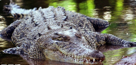 JohnAlex66659's tweet photo. Australian farmer survives crocodile attack by biting back
#warriorsatnuggets #frankocean #jackperry #christie #jordanpoole #vivek #GOPDebate #AEWDynamite #Caruso #Christie #Wiggins #Rockets #RHOBH #SAGAFTRA #JellyRoll #MarcusSasser  #Panama #Mariana https://t.co/PstzYibD93
