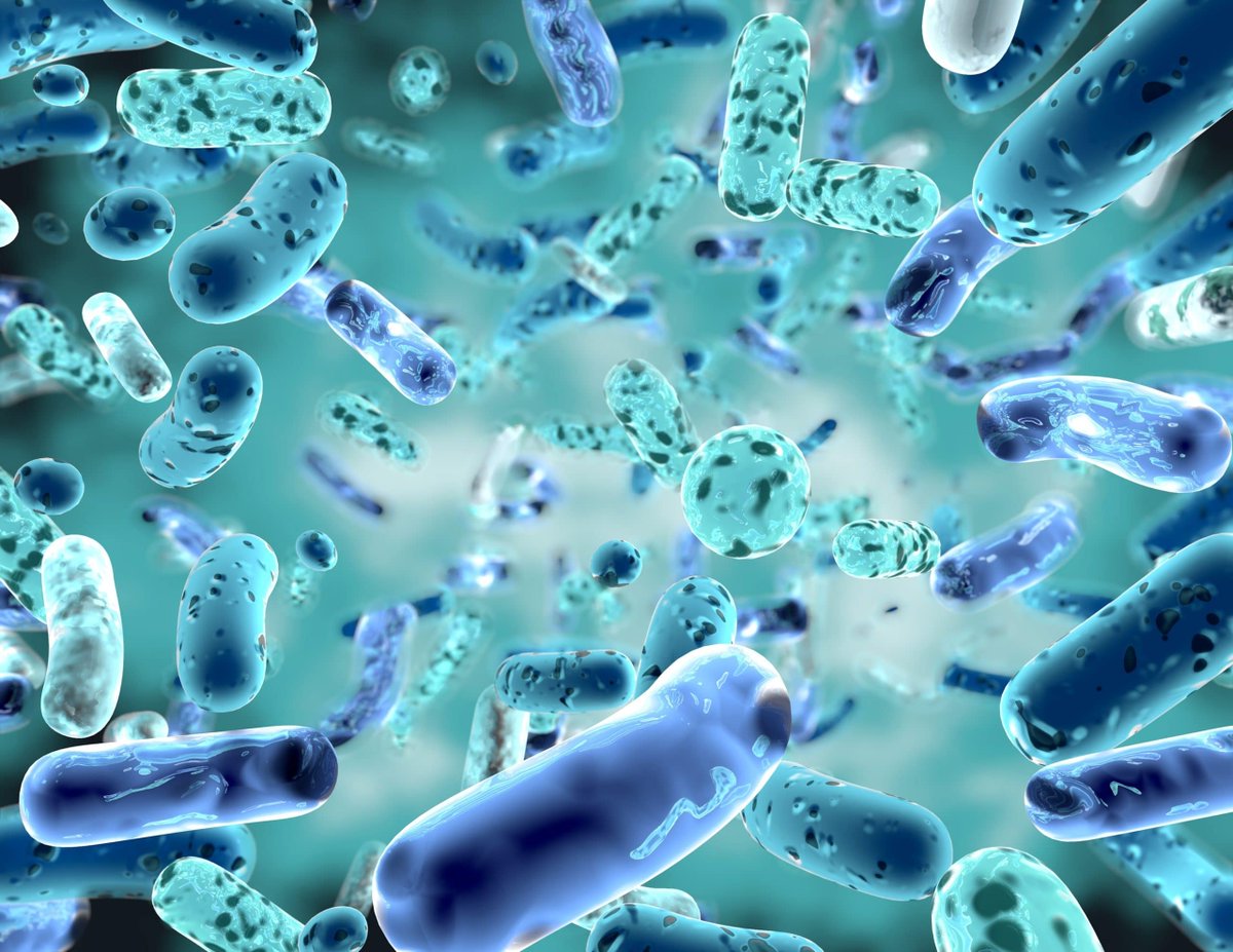 InfectDisMicrob's tweet photo. Bifidobacterium adolescentis is an anaerobic species of bacteria found in gastrointestinal tracts of humans and other primates. It isolated from feces of humans were identified by PCR amplification.
Follow us: https://t.co/HzXGqtW0CL
#Bifidobacteriumadolescentis #PCRamplification https://t.co/CXXiAovkBd
