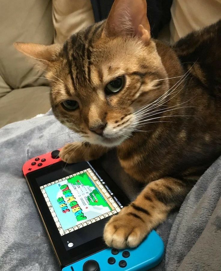 gnf as cats tweet media