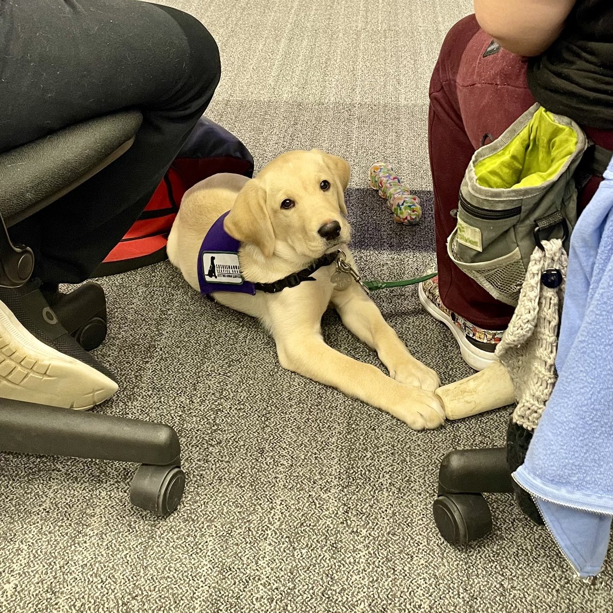 ssdroarformore's tweet photo. Although our littlest pups are too young to attend academic classes with their student raisers, attending club meetings is excellent practice for them to experience settling in a classroom environment. @SSDOGS @penn_state #DogsChangeLives #FutureServiceDogs #ServiceDogsInTraining https://t.co/5Cjzhzv5kD