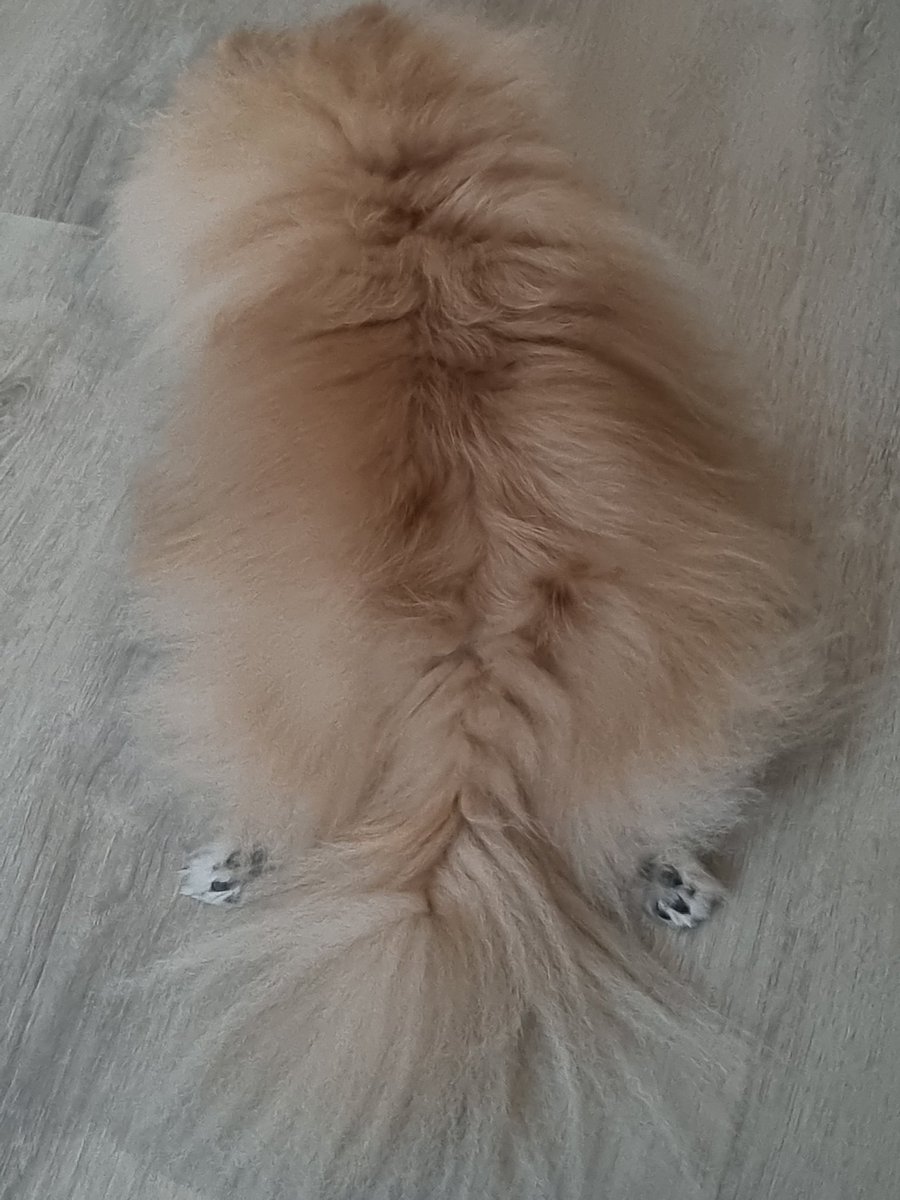 shvtsya's tweet photo. Прст лапки https://t.co/fT7wcUGIOW
