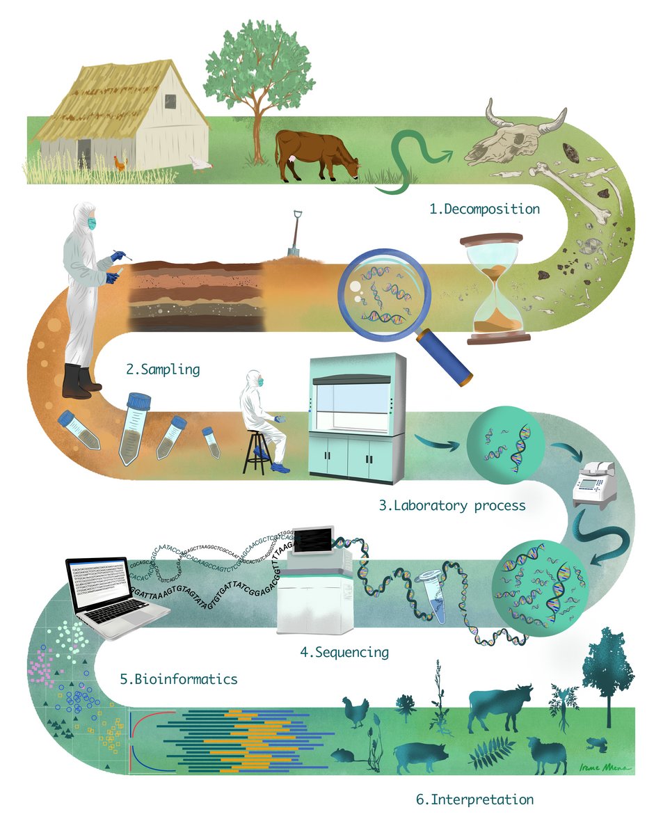 Many thanks to Irene Mena for this amazing illustration, showing the standard workflow of a #sedaDNA study in an archaeological setting! 😍😍
