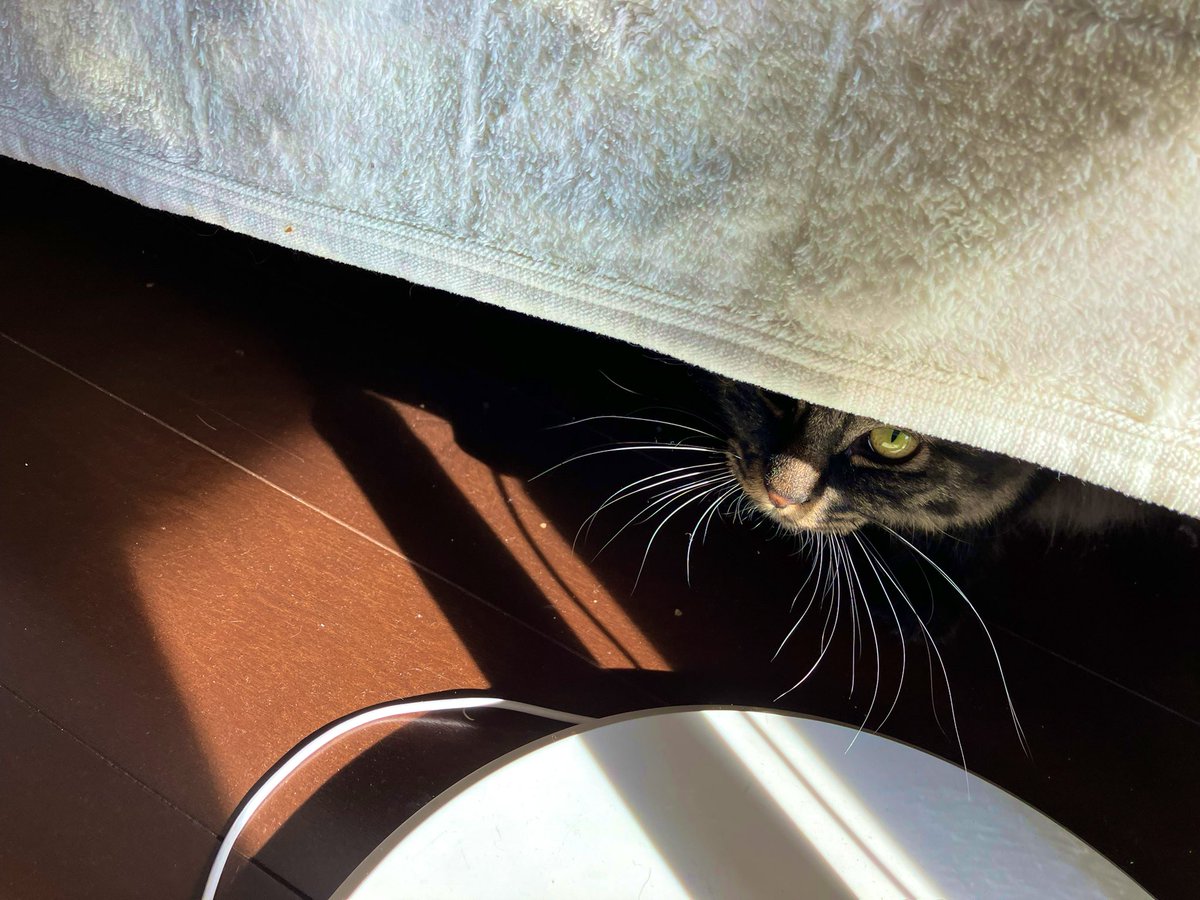 「うちの猫、一度も怒ったことがない穏やかな性格なんだけど(小さい時に鏡見てやんのか」|山崎ハルタ 『うちの上司は見た目がいい』4巻のイラスト