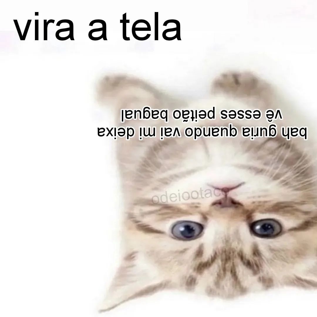 perfil dedicado a gatinhos e peitos (@odeiootaco) on Twitter photo 