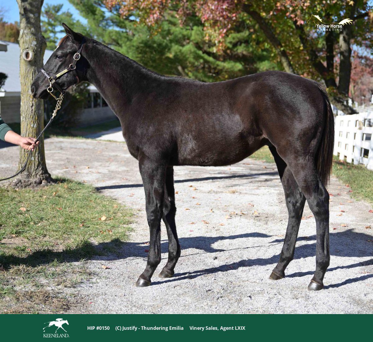 Hip 150. This racey son of JUSTIFY sold to Teddy Town Thoroughbreds from the @vinerysales consignment for $525,000💥 Congratulations to all connections! #HomeOfChampions #CoolmoreSires