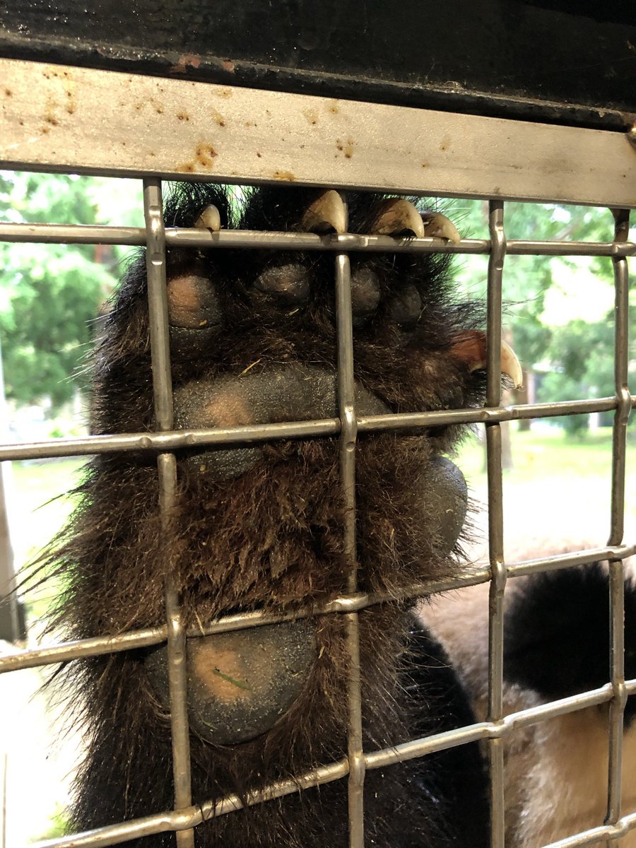 Glad I got to meet the @smithsonianzoo pandas before they left. It was fun to see how they’re cared for and to see them up close. If your kids want to learn more about their lives in the US, we have a @butwhy_kids episode at butwhykids.org!
 #panda #pandadiplomacy #zoo