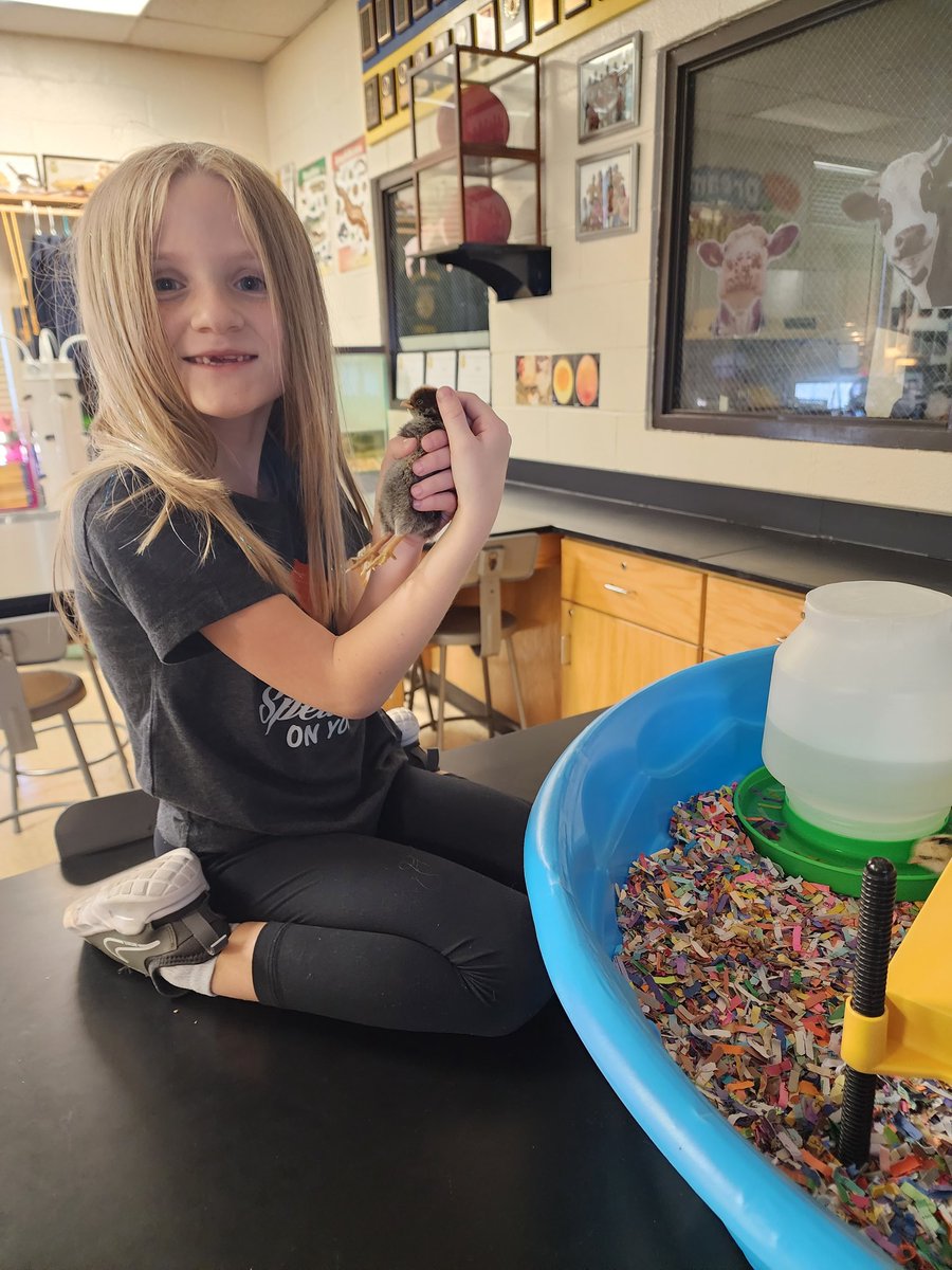 ledford_ffa's tweet image. We #dotolearn as we study the poultry industry and poultry reproduction 🐣 @dcsnc #handsonlearning