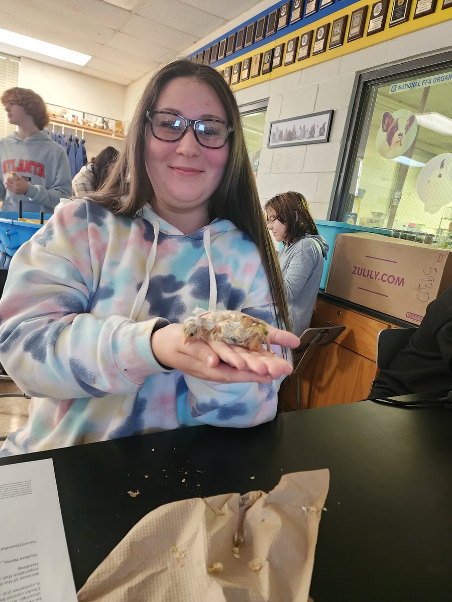 ledford_ffa's tweet image. We #dotolearn as we study the poultry industry and poultry reproduction 🐣 @dcsnc #handsonlearning