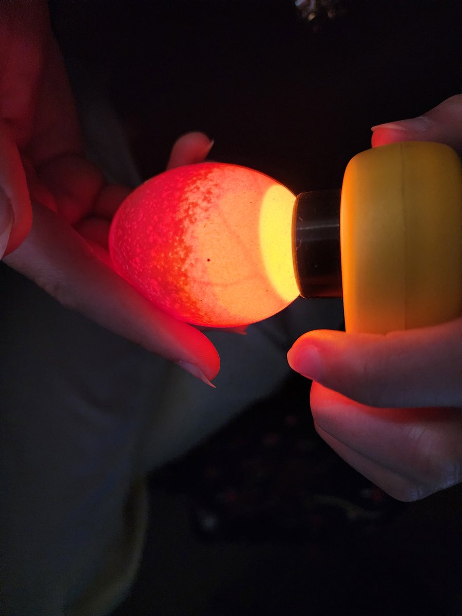 ledford_ffa's tweet image. We #dotolearn as we study the poultry industry and poultry reproduction 🐣 @dcsnc #handsonlearning