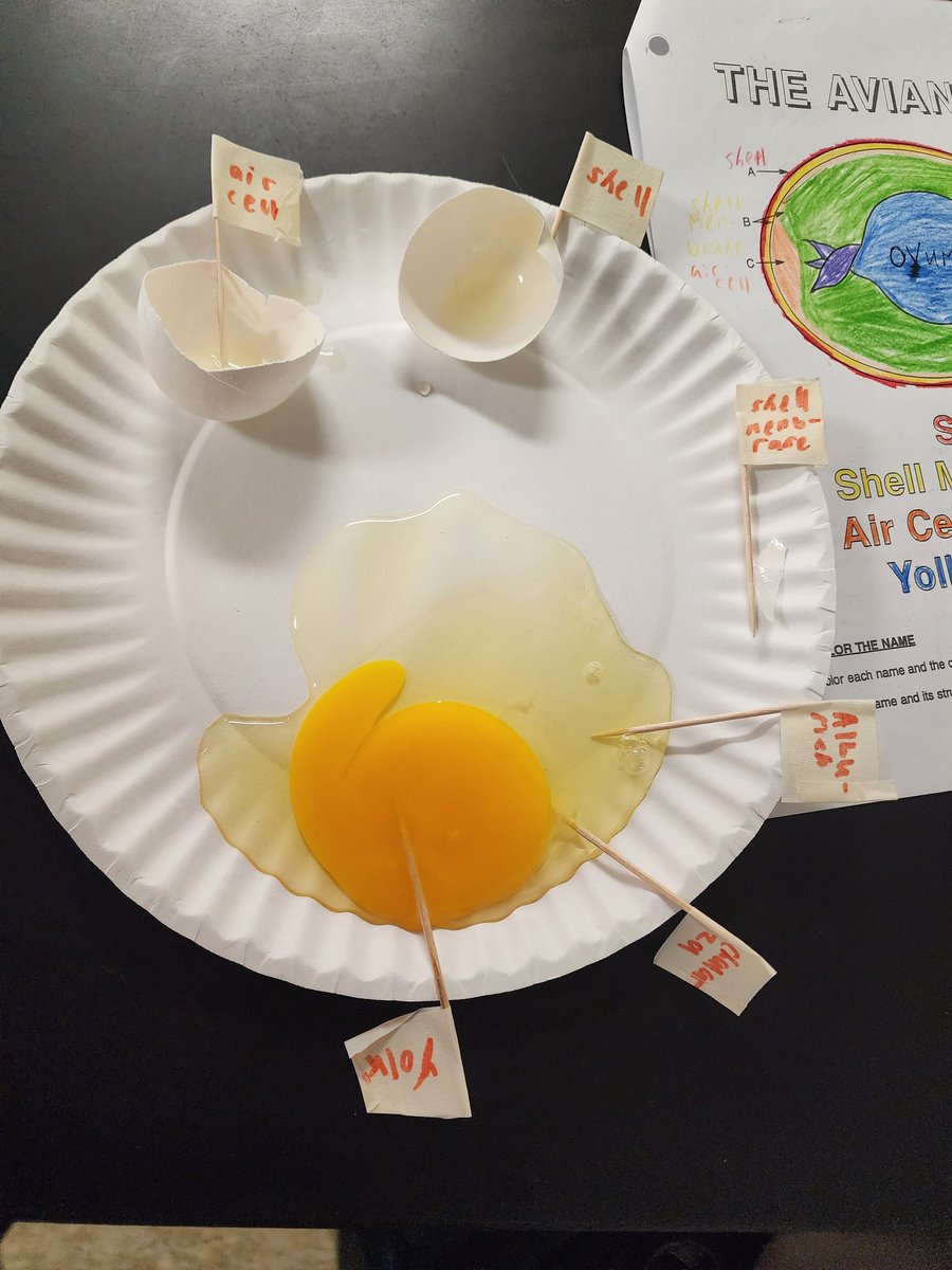 ledford_ffa's tweet image. We #dotolearn as we study the poultry industry and poultry reproduction 🐣 @dcsnc #handsonlearning