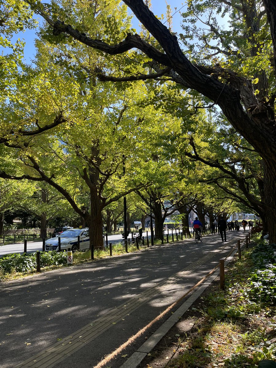 NobleSetagaya's tweet photo. 起業お茶会で訪れた外苑前
イチョウがなかなかにキレイ✨ https://t.co/ZJr8VKJS88