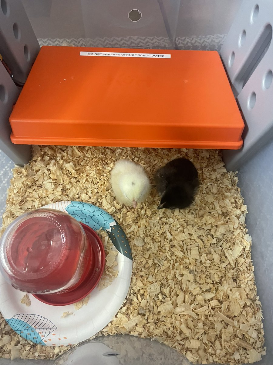 A beautiful result from our grant! 🐣💛 thank you <a href="/JSES_Stallions/">Juan Seguin Elementary</a>  PTA! My little kinder stallions are going to have a memorable school year! 🤧