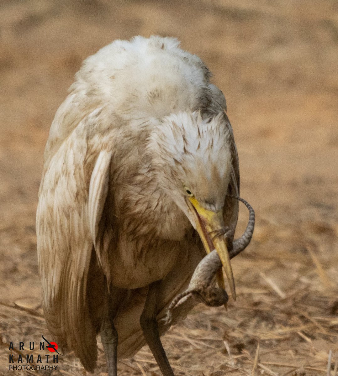 The cattle Egret can hunt garden Lizard too we realised few weeks back when we saw this battered looking Egret gulping one lizard. Most comon Egret you see in human habitat.

#IndiAves #BirdsnPeople #TwitterNatureCommunity #BirdsOfTwitter #BBCWildlifePOTD