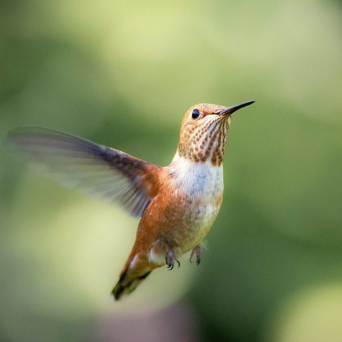 Rufous hummingbird - looking forward to seeing these little guys again this summer
