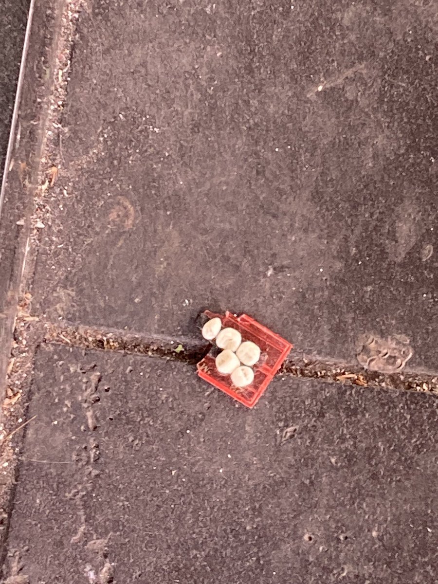 Alaina Gougoulis tweet media