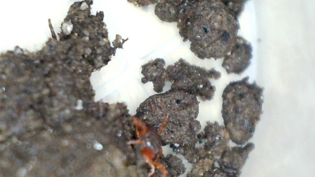 Raging_Axolotls's tweet photo. Students went bug hunting, I need to get better at macro photography! Apparently when you use your phone to get a picture of the screen that you’re trying to use your cheap digital microscope on, you don’t get the best quality photos ^_^suggestions welcomed! https://t.co/BBUKWexmX3