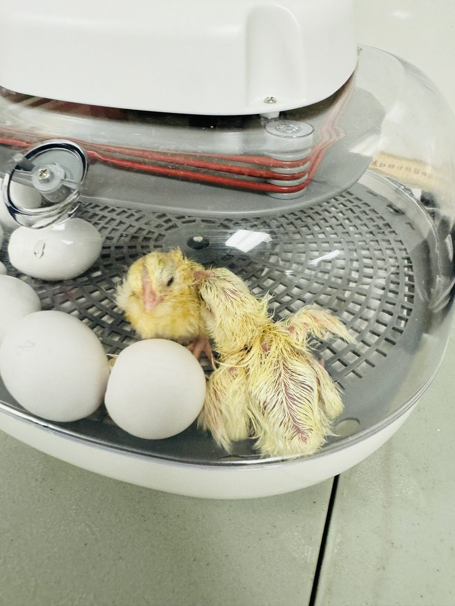 EMMSACE's tweet photo. Our rattlers were able to see two of our baby chicks hatching today, what an experience! Students monitored development by candling eggs&amp; revising humidity on a daily basis throughout 21 days. 🐣 https://t.co/jzQQpgyu0A