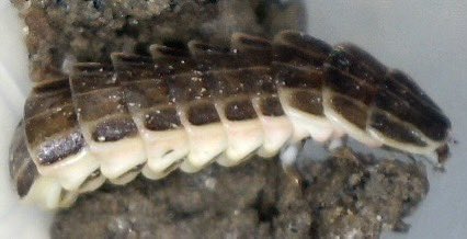 Raging_Axolotls's tweet photo. Part 3 https://t.co/jyDqcgW1md