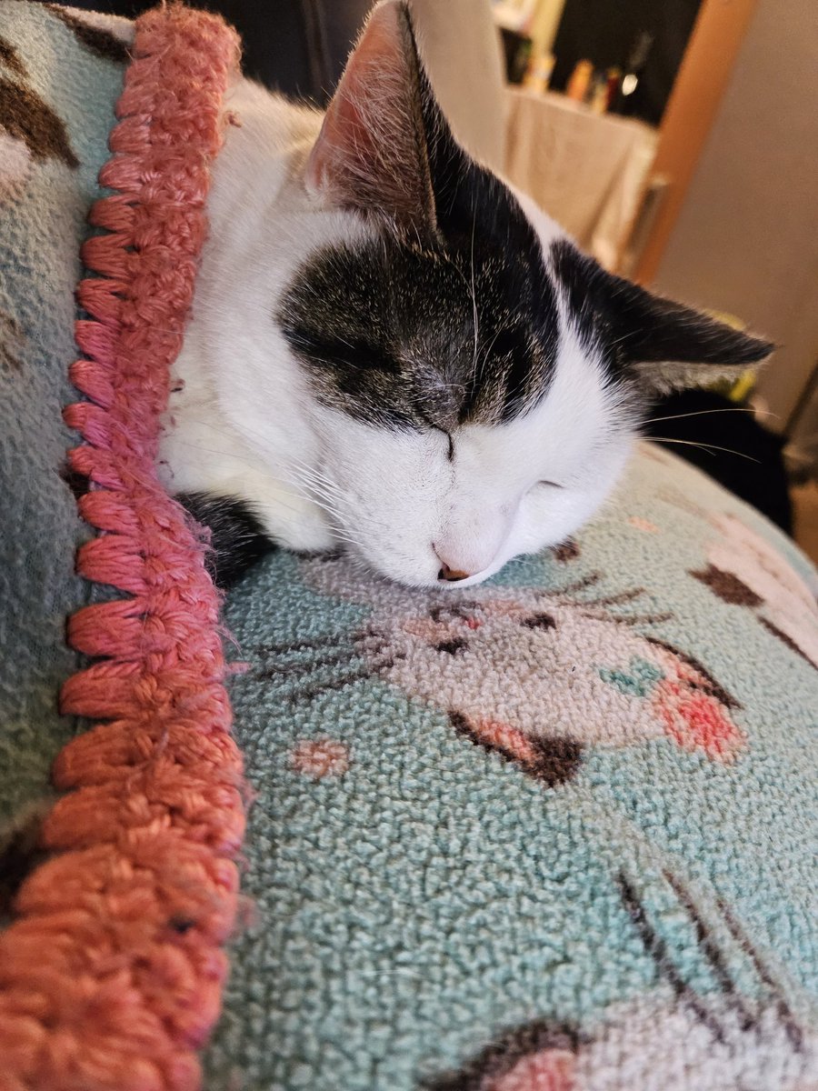 PonyoDaCat's tweet photo. One of the bad days...meow 😿#catsofinstagram #catsoftiktok #CatsOfX #CatsAreFamily #sickmeowmeow #sendloves https://t.co/5ZP9oyPfYX