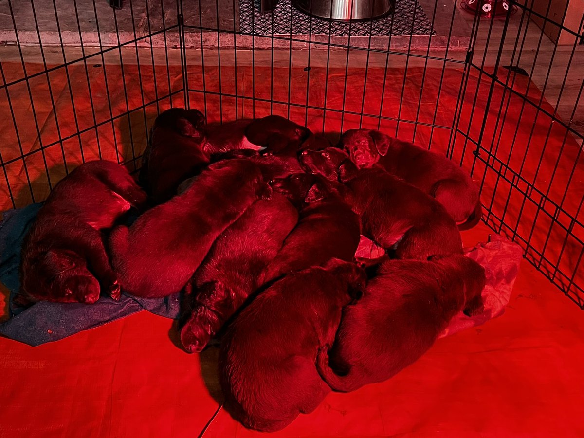 daisywilder369's tweet image. My puppies are almost 5 weeks old! I’ll post better pictures at some point, my heart is just too full with this sweet little puppy puddle ❤️ 

#chocolatelabs #puppypower