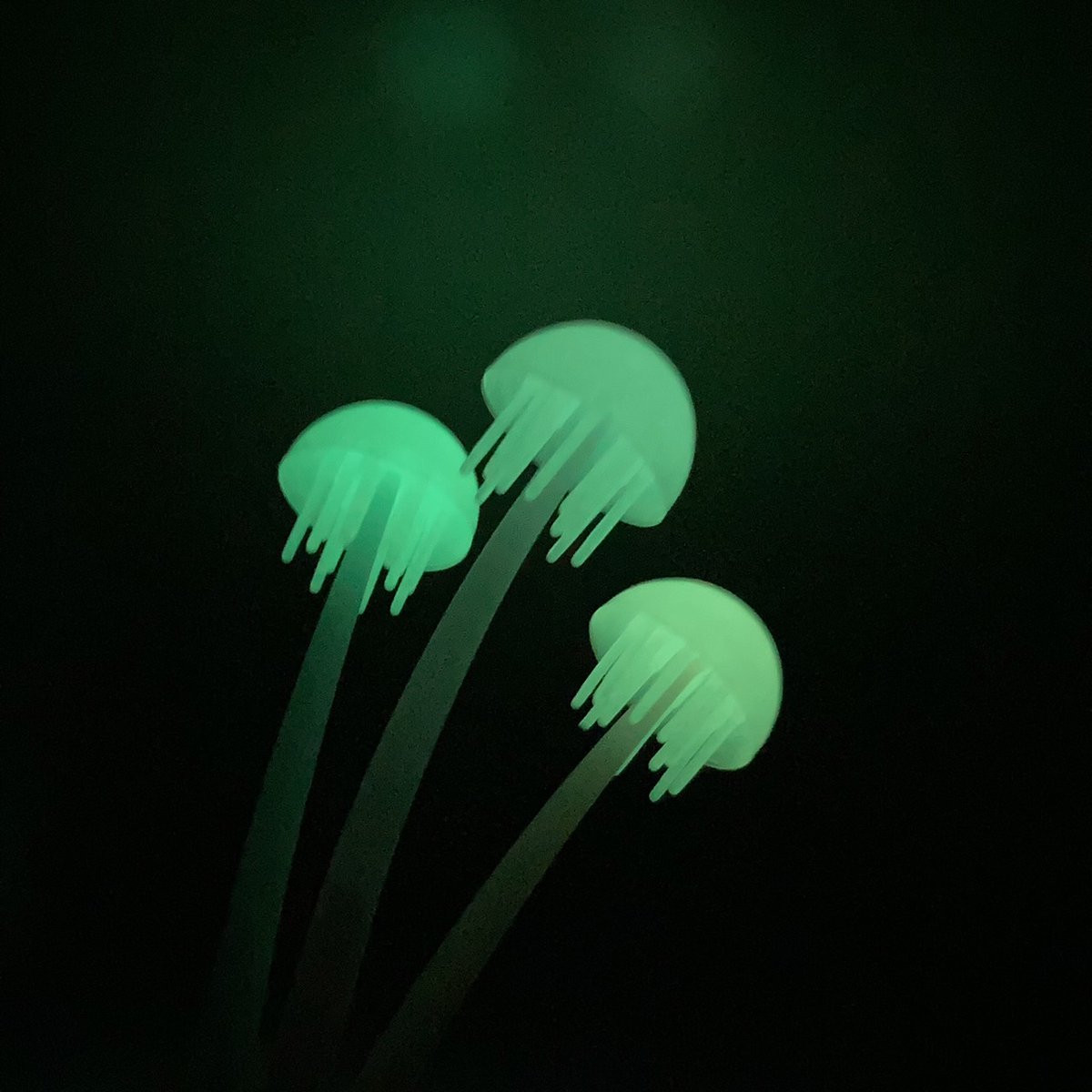 クラゲさんへ くらげる クラゲLOVE111 | 山と溪谷社