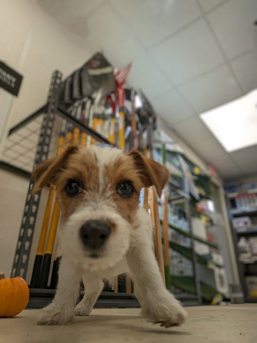 Kit at branch 576 in Boston likes hanging out near the Pro-Trade tools. 🐶 Stop by your local SiteOne today and maybe you'll get to see a cute, fluffy friend yourself: bit.ly/3rMTLTC