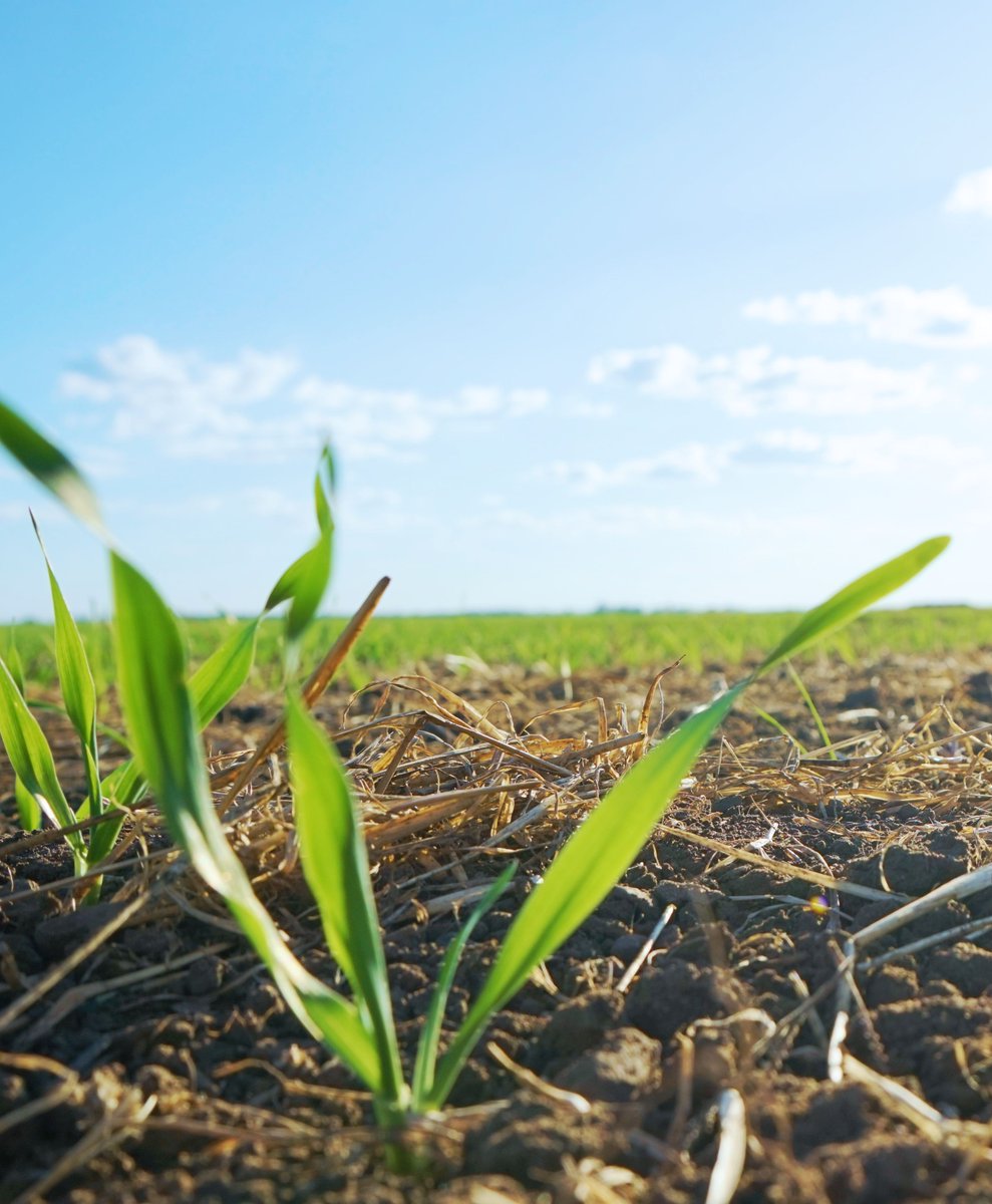 AgriShed_'s tweet image. Did you know... all our photos on the AgriShed website and social media are captured by our team when travelling the local farming districts.  We would love to see your favourite farming photos too, please share in the comments. 

#AgriShed #agriculture #farmingaustralia #photo