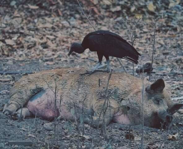 MonkProfit's tweet image. VENCE O CLUBE DE REGATAS DO FLAMENGO