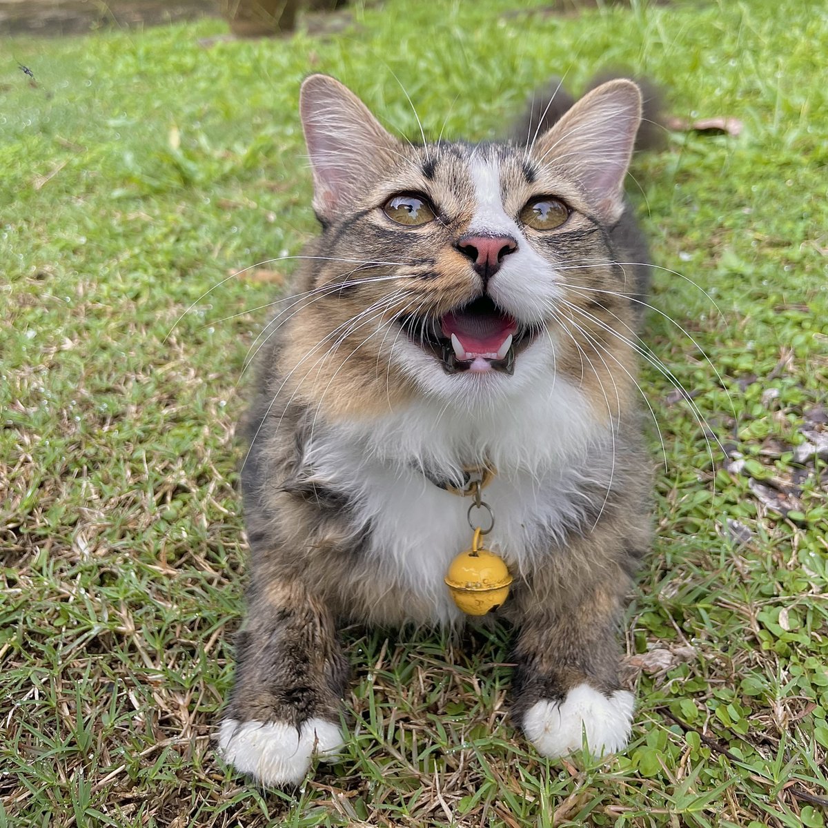 yemmeow's tweet photo. Huskiki edisi November https://t.co/r7uBk5wMv4
