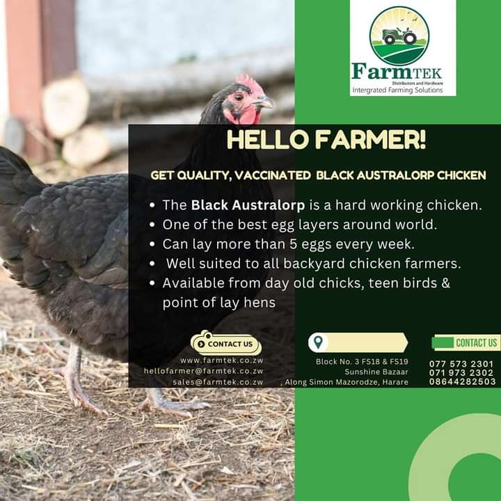 fambiranaNenhau's tweet photo. Commercial poutry farming is one of economic growth &amp; stabilizer pillars,reducing own costs &amp; serving others through provision of services enhances food security for the masses, FarmTek distributors is partaking food security steps through provision of affordable poutry solutions https://t.co/9koZUxIkqv