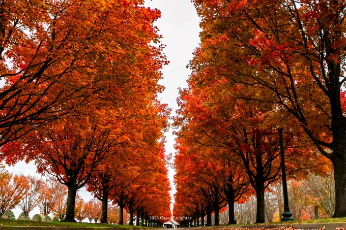 The row of trees at Keeneland Race Course.