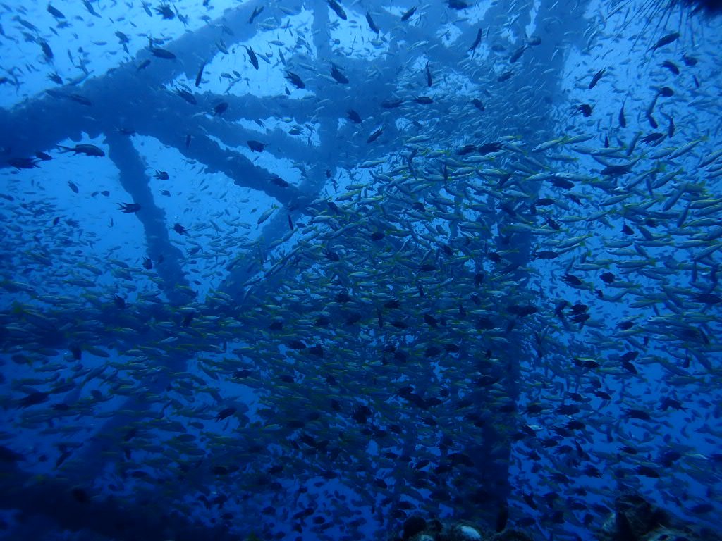 diving_bkk's tweet photo. 何度でも言いますが、チャーン島の沈船の魚の群れはポテンシャルかなり高いです。毎回新しい発見があります。新しく沈められるらしい沈船も楽しみです。 https://t.co/kg5wuptetk