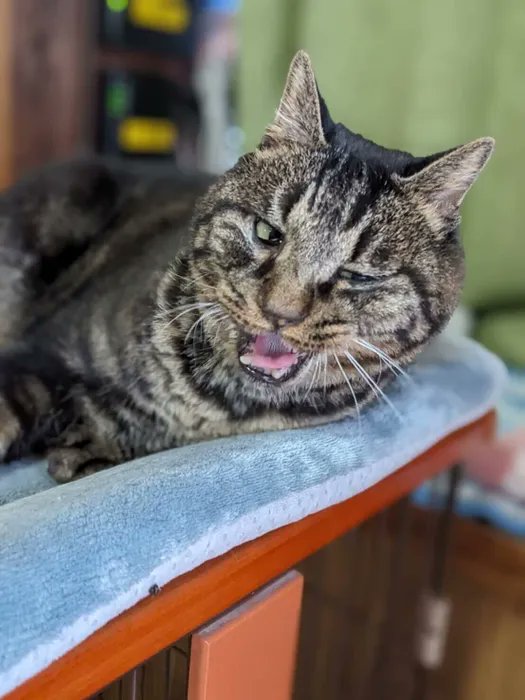 触れることすら難しかった元保護猫→根気強い触れあいがもたらした結果、まったく別猫に!?【連載】交通事故にあった猫を拾いました#136|ねこのきもちWEB MAGAZINE 