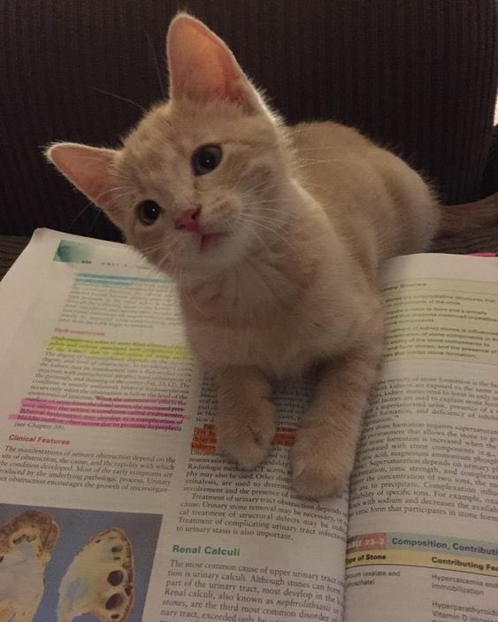NoCatsNoLife_m's tweet photo. Adorable bookmark 😍🥰🧡 https://t.co/8Hp6eOZXmK