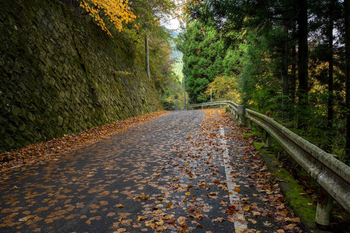 ZShincha's tweet photo. 落ち葉の道。#写真好き #紅葉 #nikon https://t.co/i7lYBYq4sq