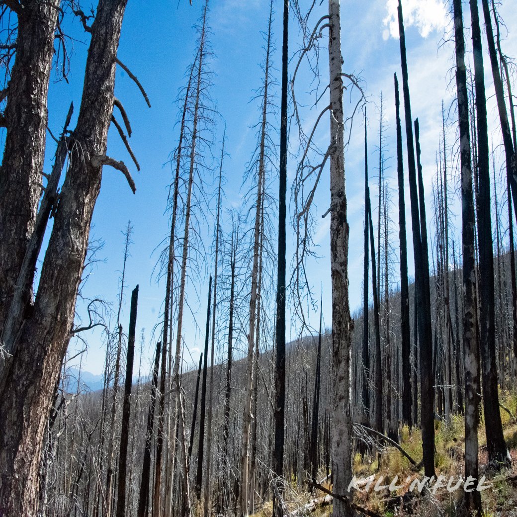 KillNFuel's tweet photo. Wildfire Burnt Forest

#wildfire #burnt #trees #treetrunks #burned #tall #fire #nature #natural #naturaldisaster #damaged #fireburnt #TreePeople #treelifematters #treeday #wildfires #wow #NaturePhotography #naturelovers https://t.co/V2KHtSRHsw
