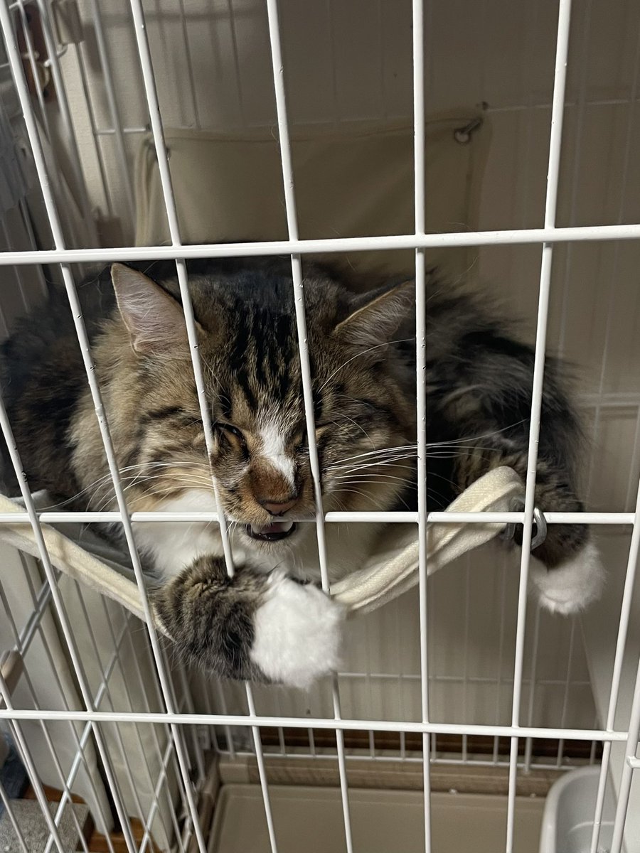 出せーガブガブ😾
いやいや、レオくん自分でハンモックに乗っかってるし😅