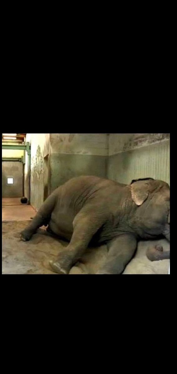 JulieKi53713414's tweet photo. Edmonton Valley Zoo is too savvy to have poor precious Lucy drop dead during zoo hours when staff trudge & parade Lucy for customers to take photos of.
Zoo will ensure Lucy's LAST breath & heartbeat is SECLUDED,planned BEHIND CONCRETE in her prisoncell HELLHOLE close to a drain. https://t.co/ZscnSte31B