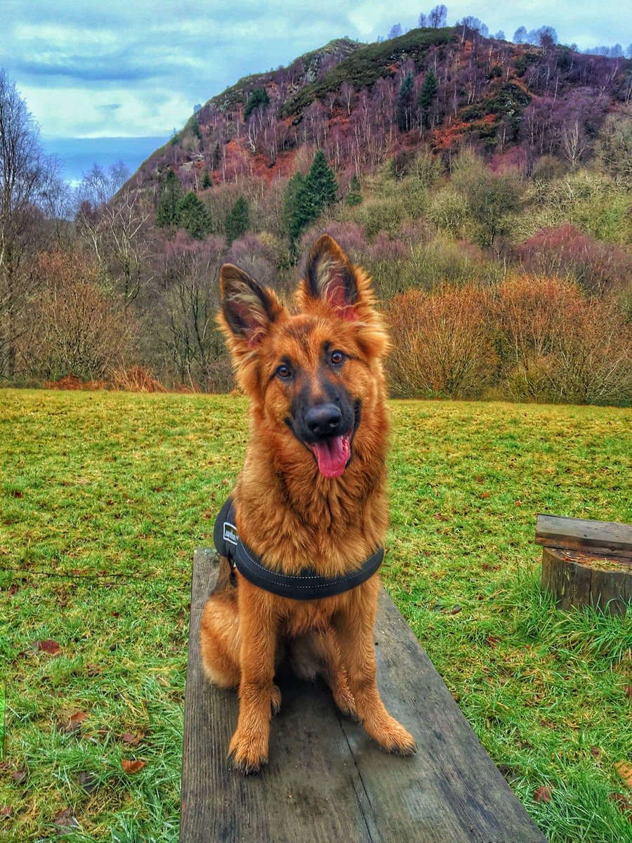 GermanShephed1's tweet photo. Grate photography ❤ https://t.co/NBjTOJ6Ps0