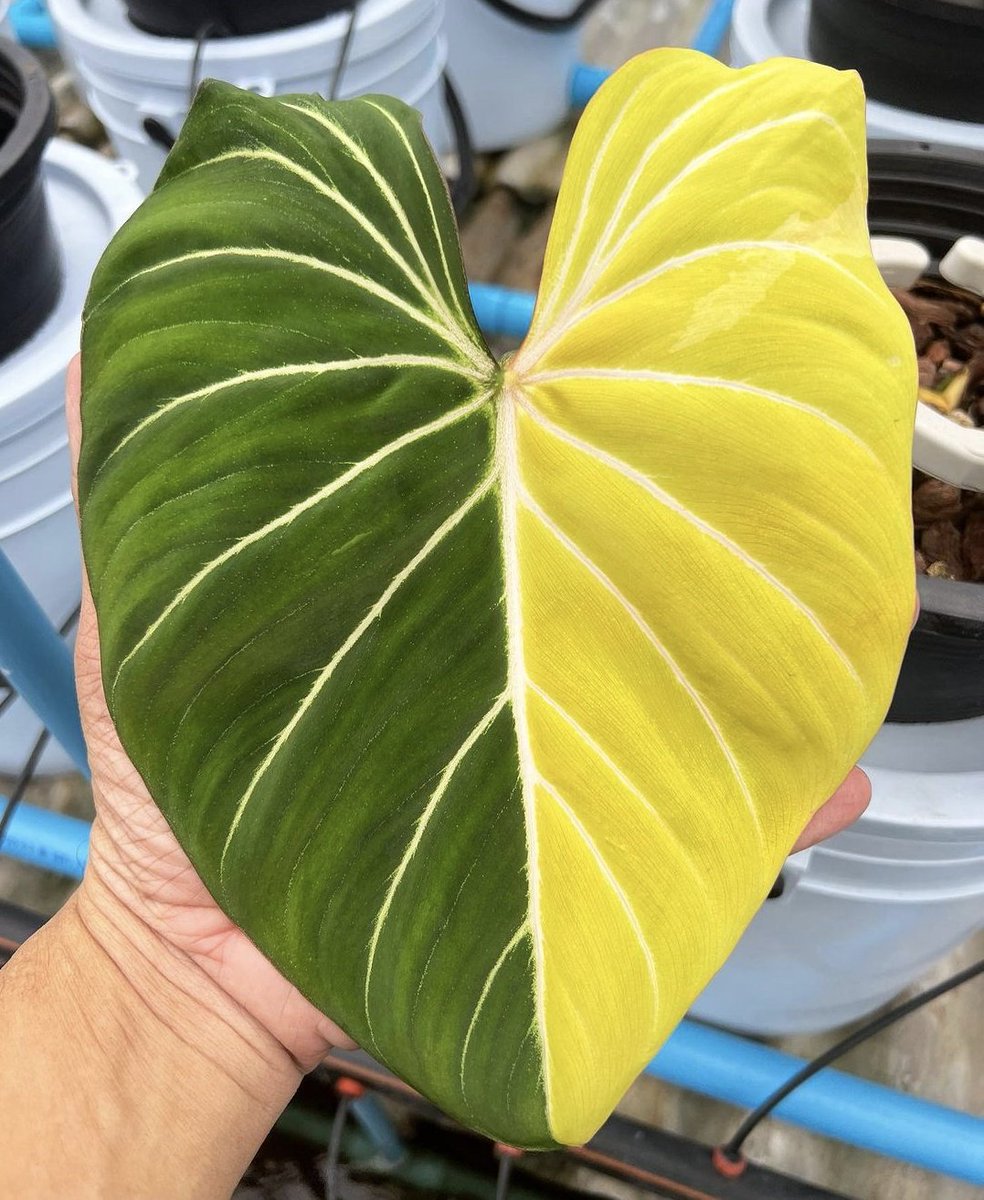 Houseplant Hobbyist tweet media
