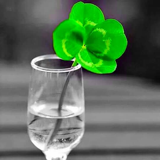 La fortuna non è dovuta al caso, ma alla fatica, il costoso sorriso della buona sorte si deve guadagnare.

Emily Dickinson.