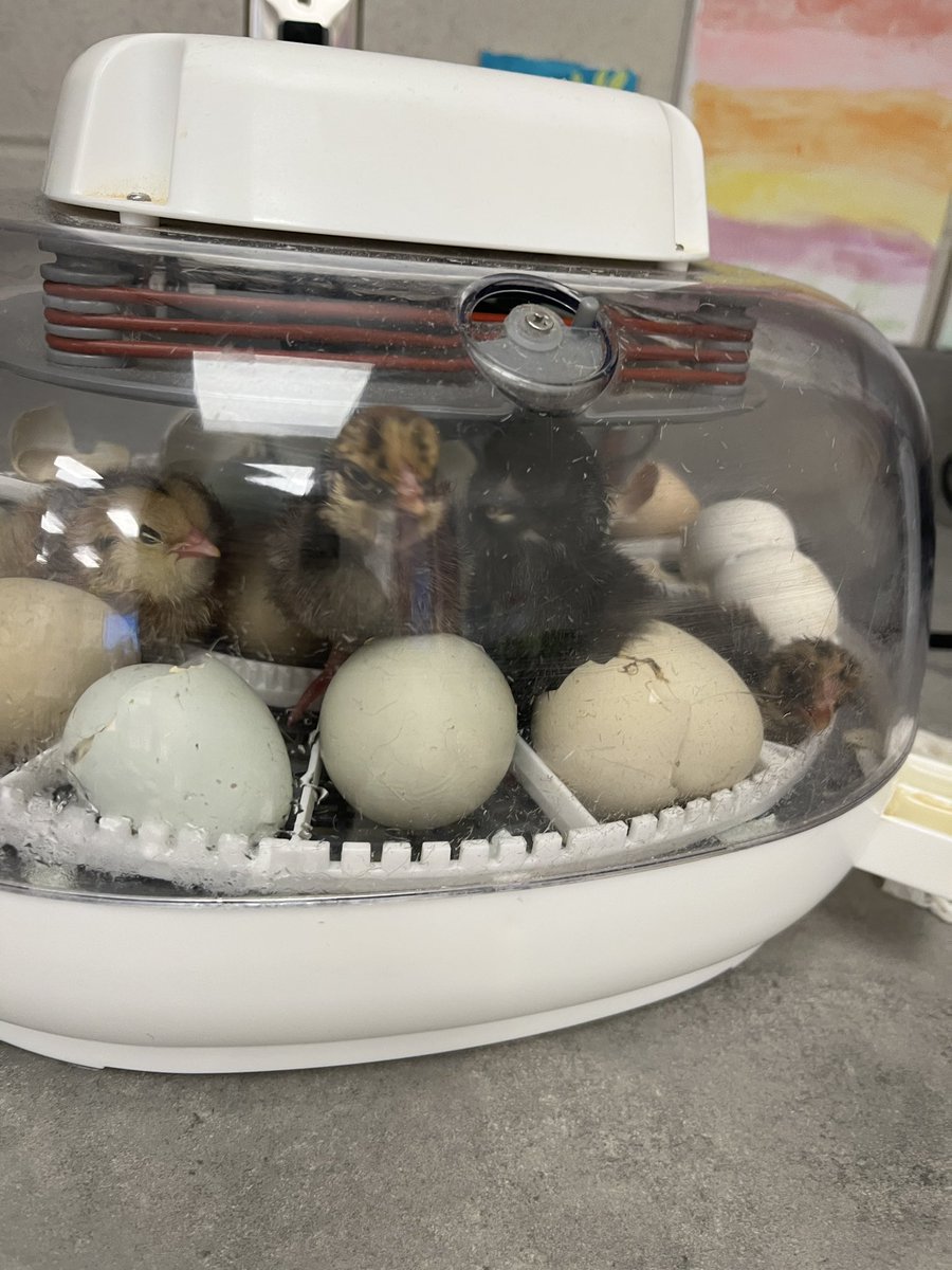 DanaJanney's tweet photo. My 2nd graders are learning about the life cycle of chickens. So much fun!!
#reallife #chickens #HaveFunLearning
#HandsOn #teacher #school https://t.co/icLQBHcDbI