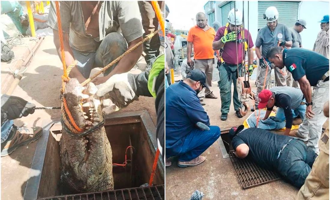 lopezdoriga's tweet photo. ¡No es broma!

En Ciudad Victoria, Tamaulipas, personal de la Comisión Municipal de Agua Potable y Alcantarillado encontró un cocodrilo de unos tres metros en una tubería

https://t.co/fDXuddCvbn https://t.co/z22Gqx7pxO
