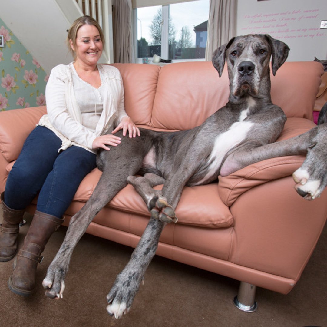 Did I dream of a friendly great dane😂
