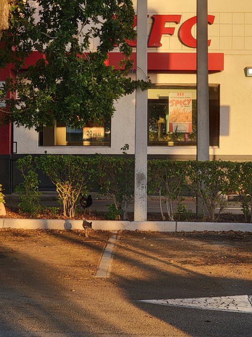 Don't the chickens know what KFC is? 😱 At least it would be fresh 🤣🤣🤣 https://t.co/FWJyTJFgCA<a href="/tag/redhead"class="tags"><span>#redhead</span></a><a href="/tag/chicken"class="tags"><span>#chicken</span></a><a href="/tag/milf"class="tags"><span>#milf</span></a><a href="/tag/bransonmissouri"class="tags"><span>#bransonmissouri</span></a>