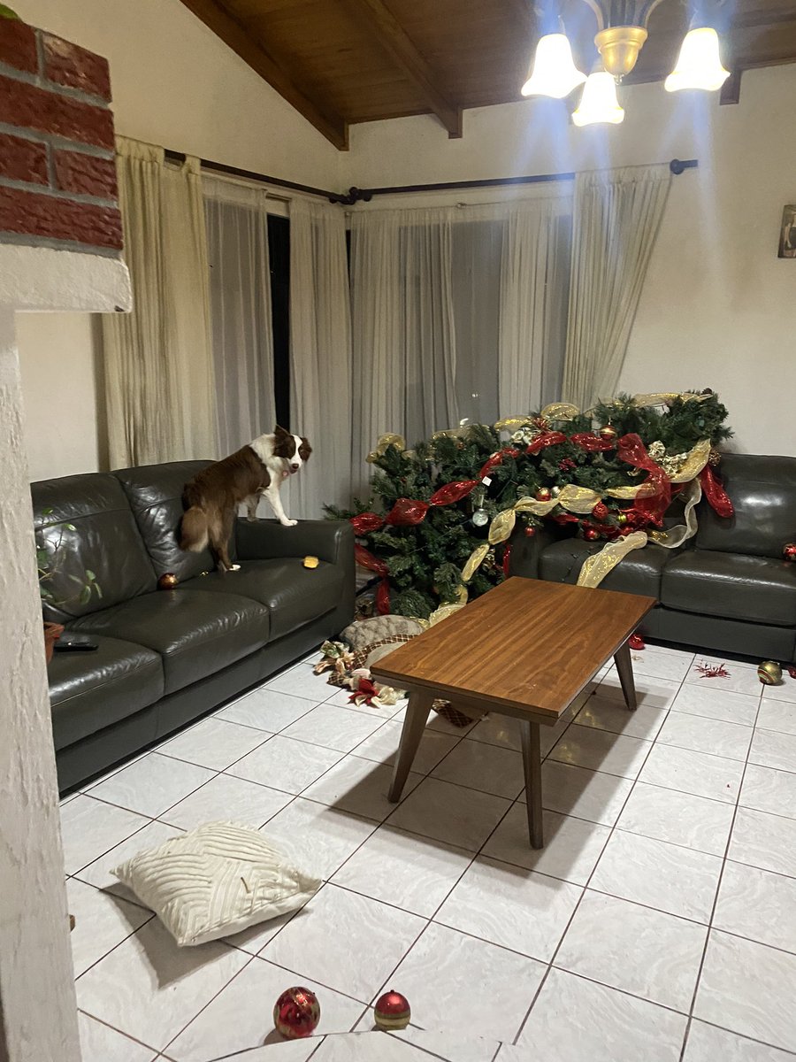 Hoy pusieron el árbol de navidad en mi casa, y mi perra apenas se quedó un momento sola: (😭)