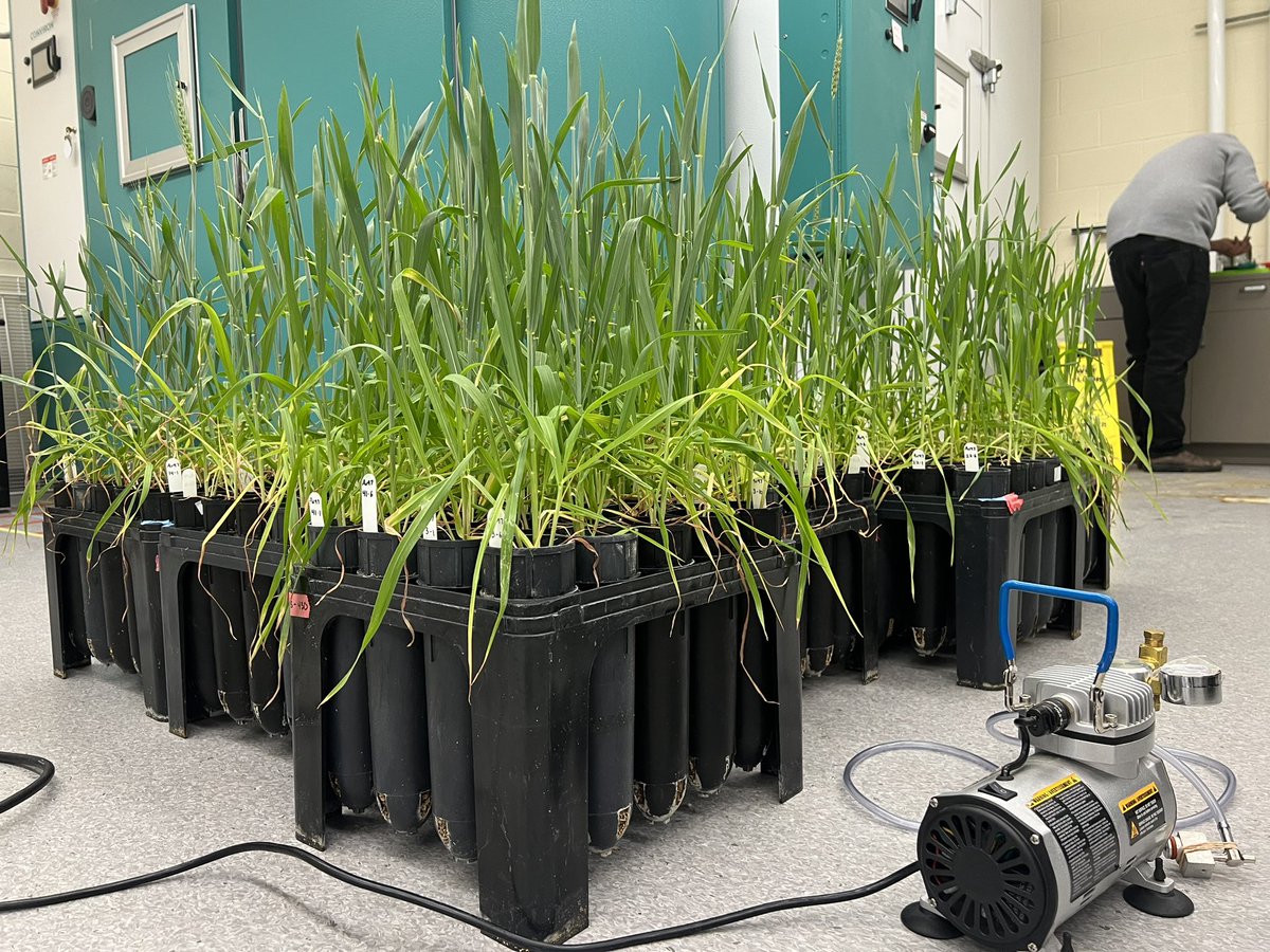 Gurcharn Singh Brar เจเฉเจฐเจเจฐเจจ เจธเจฟเฉฐเจ เจฌเจฐเจพเฉ (@gurcharn_brar) on Twitter photo Our wheat F3 families!!
We canโt wait to map the recessive stripe rust resistance gene in this material. Kudos to <a href="/knaveen_vt/">Naveen Kumar</a> and <a href="/jujhargill_/">Jujhar Singh Gill</a> for leading this project. Our wheat F3 families!!
We canโt wait to map the recessive stripe rust resistance gene in this material. Kudos to <a href="/knaveen_vt/">Naveen Kumar</a> and <a href="/jujhargill_/">Jujhar Singh Gill</a> for leading this project.