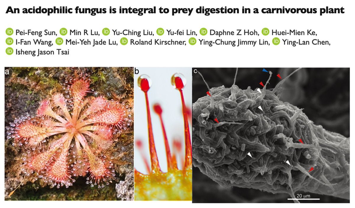 I am really excited to report one of the most exciting findings that we found!! 🌿Summary: we identified a fungus that is ecologically dominant and lives on the stalk gland of sundew! And the fungus facilitates its prey digestion!!! biorxiv.org/content/10.110… thread below⬇️